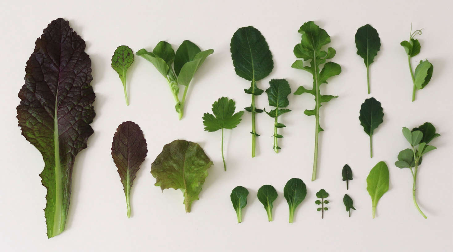 Winter greens. Photograph by Marie Viljoen for Gardenista, from 8 Winter Garden Greens to Grow Now.